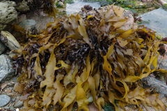 Pachymenia dichotoma