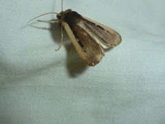 Ochropleura leucogaster