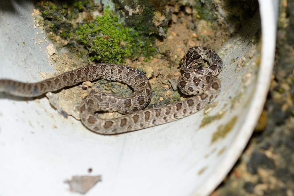 Many-spotted Cat Snake in October 2023 by Yui Hong Chiu · iNaturalist