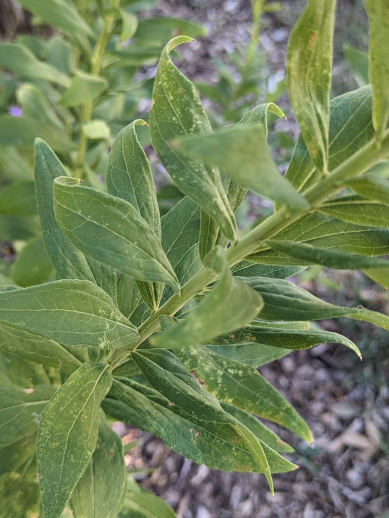 tall goldenrod from Temple, TX 76501, USA on October 17, 2023 at 02:12 ...