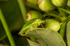 Glaucias amyoti