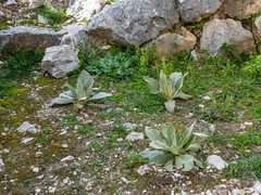 Verbascum mucronatum