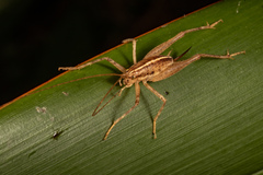 Talitropsis poduroides
