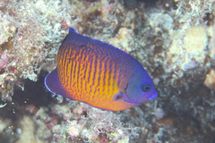 Twospined Angelfish photo 4