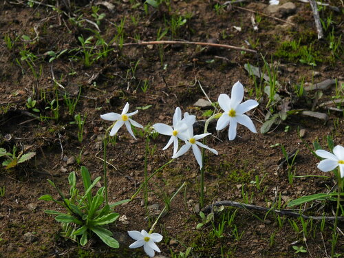 Image of Narcissus serotinus by (c) Duarte Frade, some rights reserved (CC BY)