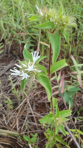 Virectaria multiflora