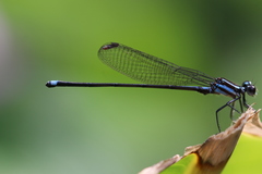 Argia indicatrix