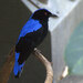 Asian Fairy-Bluebird - Photo (c) Mike Pennington, some rights reserved (CC BY-SA)