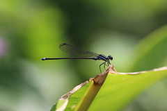 Argia indicatrix
