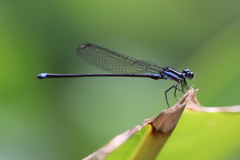 Argia indicatrix