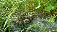 Crotalus oreganus