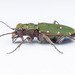 Green Tiger Beetle - Photo (c) Glenn Costello, some rights reserved (CC BY-NC-ND), uploaded by Glenn Costello