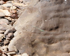 Parasynthemis regina