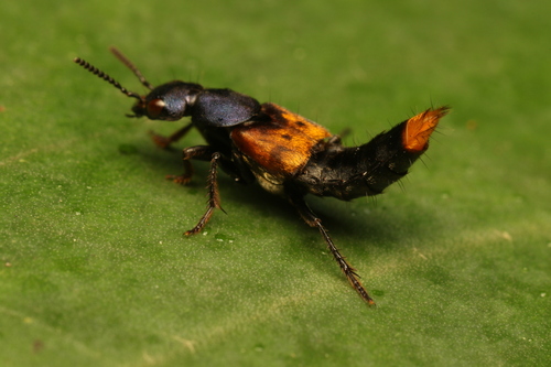 Platydracus gentilis