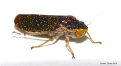 Paraulacizes sparsa