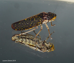 Paraulacizes sparsa