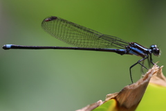 Argia indicatrix