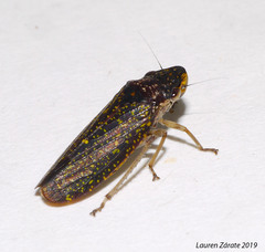 Paraulacizes sparsa