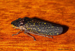Paraulacizes sparsa