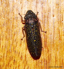 Paraulacizes sparsa