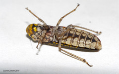Paraulacizes sparsa