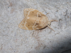 Schistophleps bipuncta