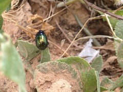Chrysolina bicolor
