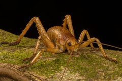 Deinacrida heteracantha