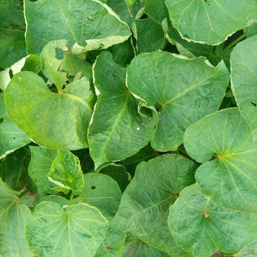 sweet potato