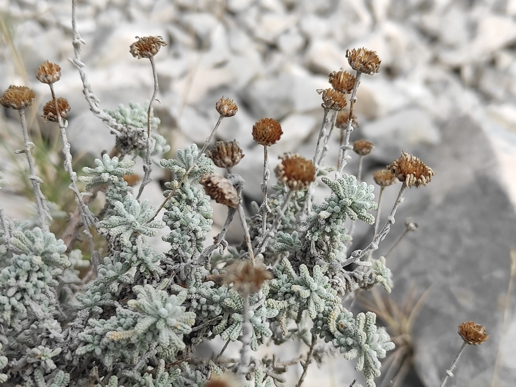 Provencal lavender-cotton