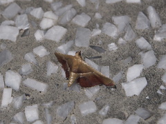 Endotricha repandalis