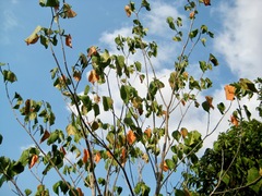 Croton mongue