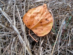 Croton mongue