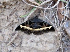 Cyligramma disturbans