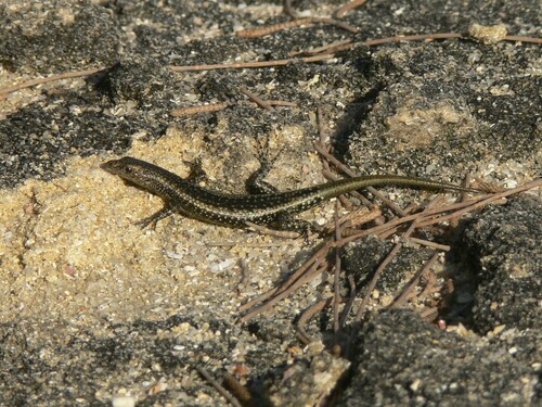 Voeltzkow’s Snake-eyed Skink
