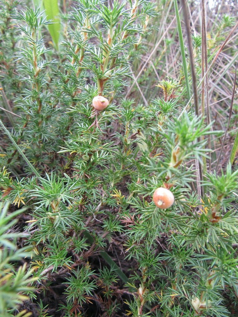 Yerba de la perdiz
