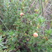 Margyricarpus pinnatus - Photo (c) Juan Camilo Muñoz,  זכויות יוצרים חלקיות (CC BY-NC), הועלה על ידי Juan Camilo Muñoz