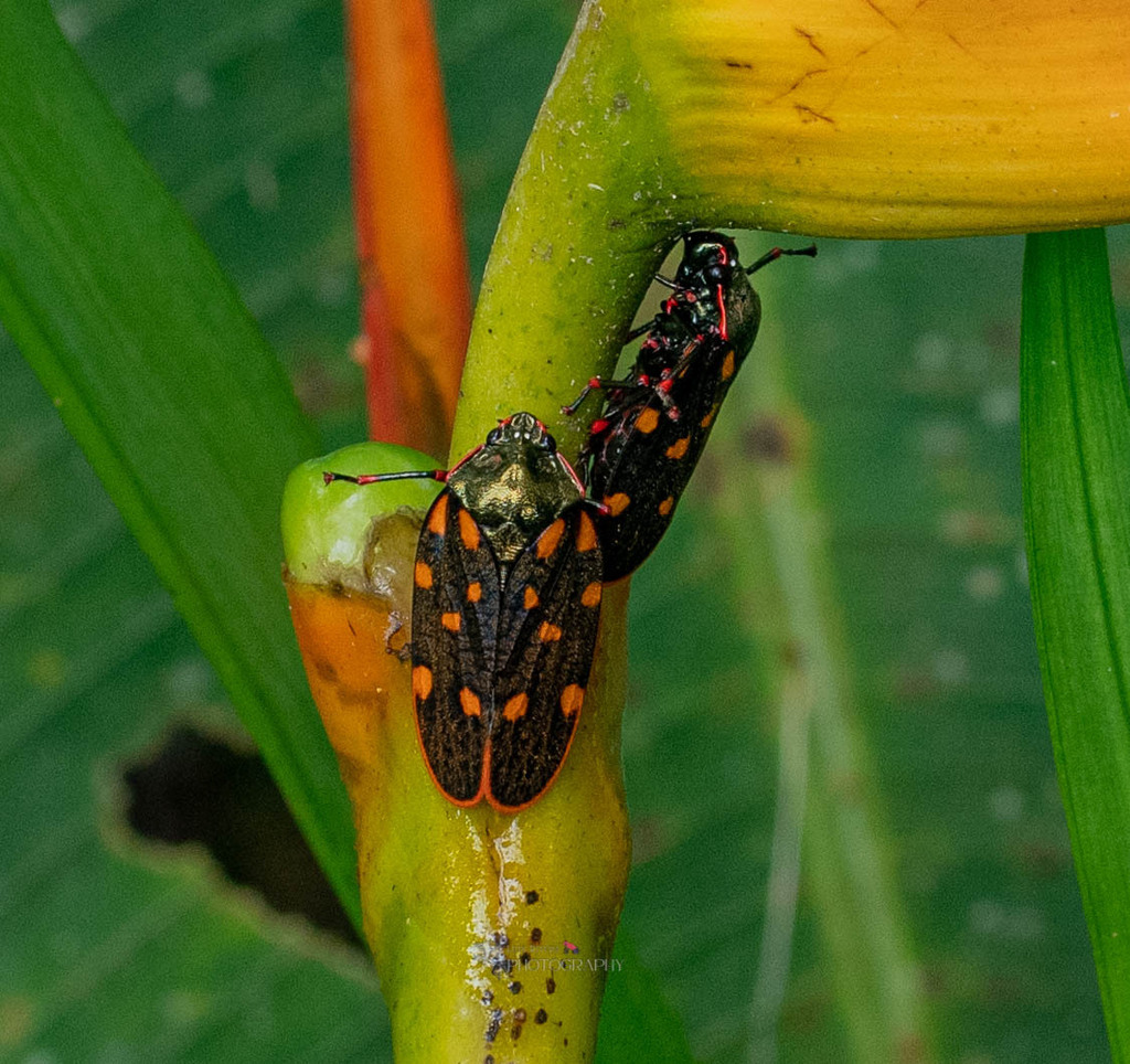 Mahanarva Costaricensis From Provincia De Alajuela Angeles Sur Costa mahanarva-costaricensis-from-provincia-de-alajuela-angeles-sur-costa