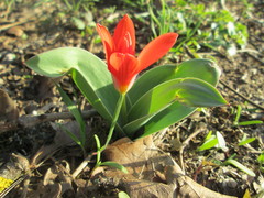 Tulipa