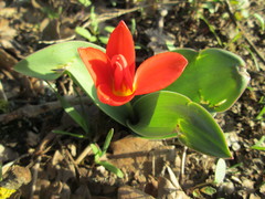 Tulipa