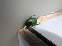 Anomala russiventris