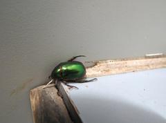Anomala russiventris
