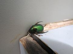 Anomala russiventris