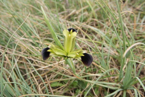 Image of Iris tuberosa by (c) Wolfgang Ahlmer, some rights reserved (CC BY)