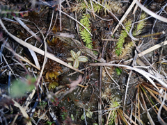 Pinguicula lusitanica