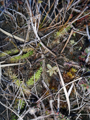 Pinguicula lusitanica