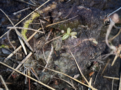 Pinguicula lusitanica