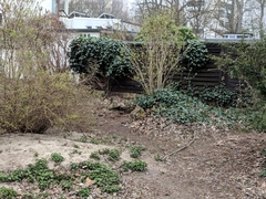 Oryctolagus cuniculus