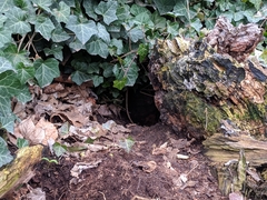 Oryctolagus cuniculus