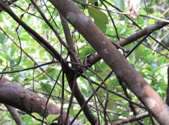 Campsosternus auratus